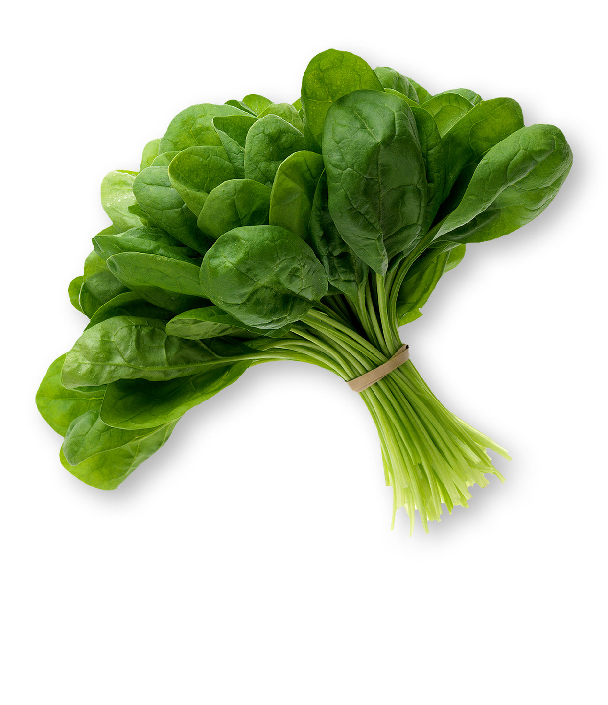 Your-Supplement-product-ingredient-spinach